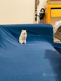 Criceto femmina di 4 mesi in adozione gratuita