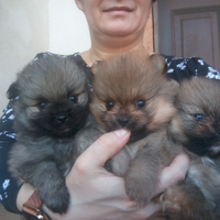 Cuccioli spitz piccolo-pomerania