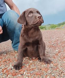 Cucciolo Labrador Maschio Cioccolato