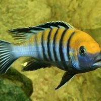 Cynotilapia Zebroides Cobue ciclide africano