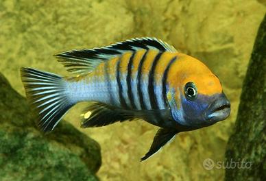 Cynotilapia Zebroides Cobue ciclide africano