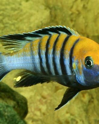 Cynotilapia Zebroides Cobue ciclide africano