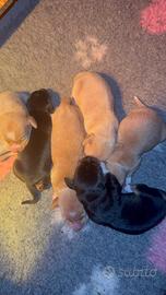 Bassotti crema e neri