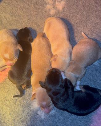 Bassotti crema e neri