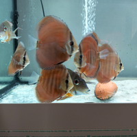 Discus figli di sg