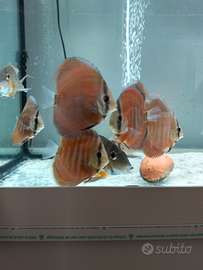 Discus figli di sg