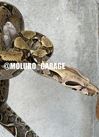 Boa constrictor femmina