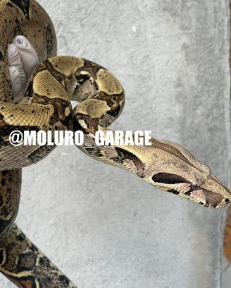 Boa constrictor femmina