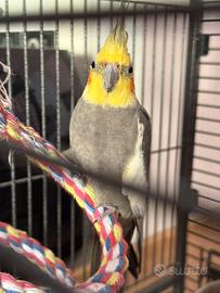 Calopsitta maschio con gabbia