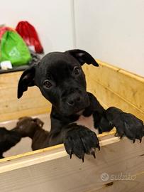 American pitbull con pedigree