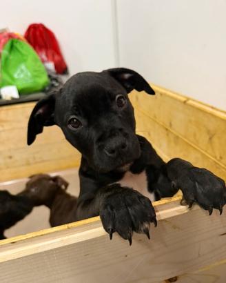 American pitbull con pedigree