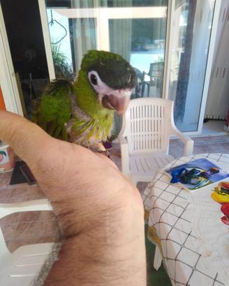 Pappagallo ara nobilis pulli