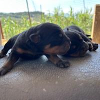 Cuccioli rottweiler