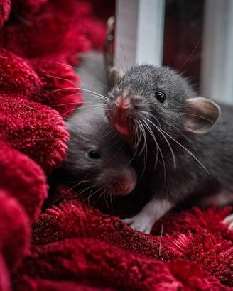 Cucciolo di ratto domestico