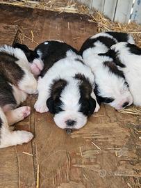 Cuccioli San Bernardo