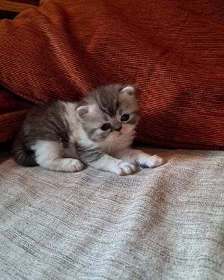 Gattini persiani