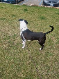 Amstaff maschio per monta