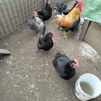 Galline ornamentali Oliver egger