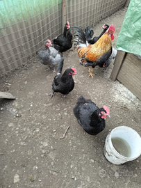 Galline ornamentali Oliver egger