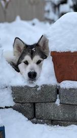 Cuccioli Alaskan Malamute