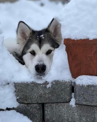 Cuccioli Alaskan Malamute