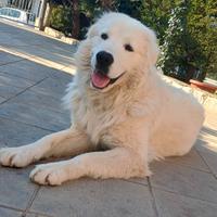 Pastore Abruzzese Maremmano X MONTA