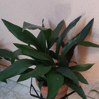 Pianta Aspidistra o Pianta di Piombo