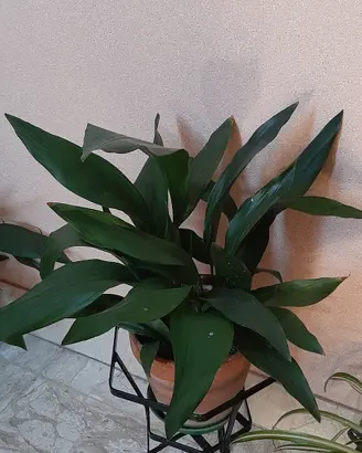 Pianta Aspidistra o Pianta di Piombo