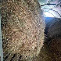 Fieno primo taglio 2025