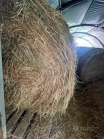 Fieno primo taglio 2025