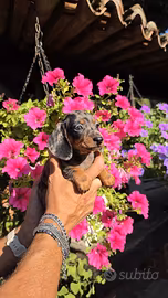 Cuccioli fi bassotto nani e kaninchen