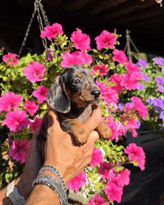 Cuccioli fi bassotto nani e kaninchen
