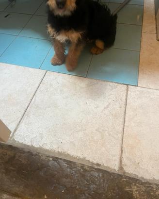 Cagnolino
