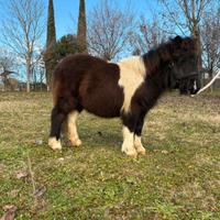 Pony