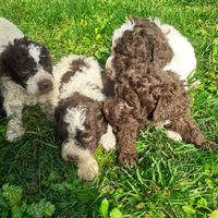 Lagotto Romagnolo