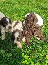 Lagotto Romagnolo