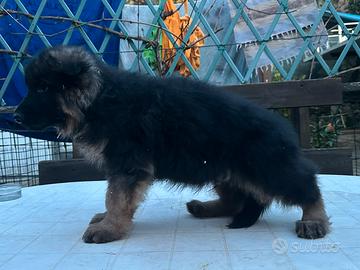 Pastore Tedesco pelo lungo