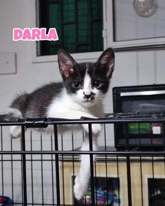 George Darla e Mary, gattini di tre mesi