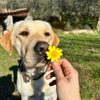 Labrador per accoppiamento