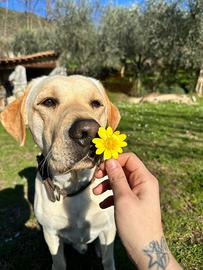 Labrador per accoppiamento