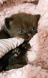 Cucciola British shorthair chocolate