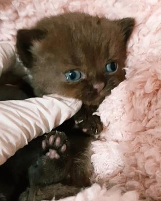 Cucciola British shorthair chocolate