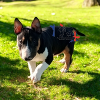 Bull terrier miniatura