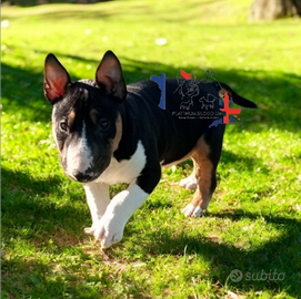 Bull terrier miniatura