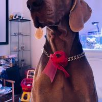 Weimaraner per monta pedigree ENCI