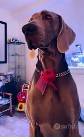 Weimaraner per monta pedigree ENCI