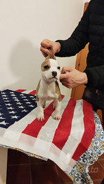 Cuccioli stupendi di american pitbull terrier UKC