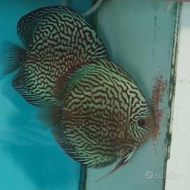 Coppia discus Rossorurchese checkerboard SG