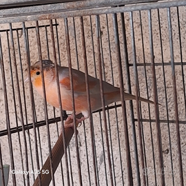 Arlecchini portoghese