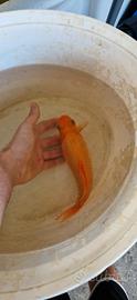 Pesce rosso